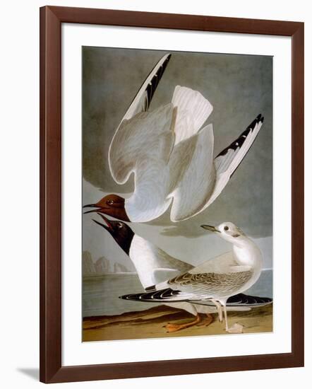 Audubon: Gull-John James Audubon-Framed Giclee Print