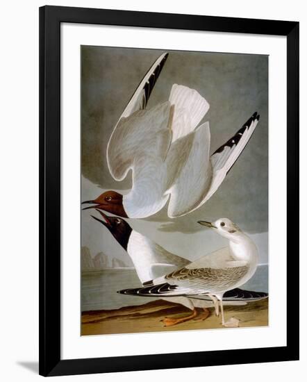 Audubon: Gull-John James Audubon-Framed Giclee Print