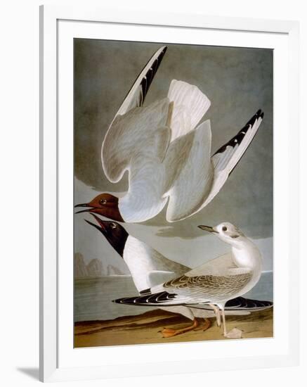 Audubon: Gull-John James Audubon-Framed Giclee Print