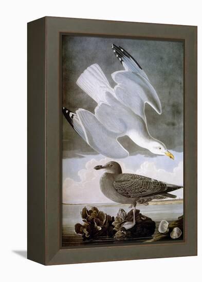 Audubon: Gull-John James Audubon-Framed Premier Image Canvas