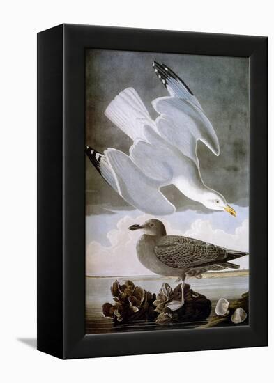 Audubon: Gull-John James Audubon-Framed Premier Image Canvas