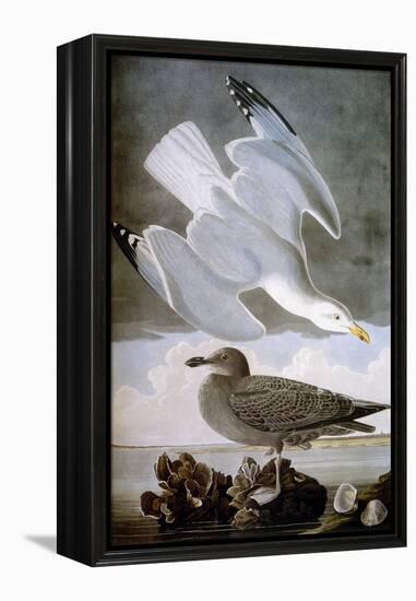 Audubon: Gull-John James Audubon-Framed Premier Image Canvas