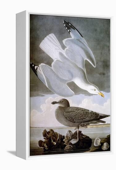 Audubon: Gull-John James Audubon-Framed Premier Image Canvas