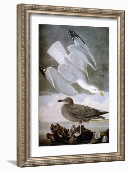 Audubon: Gull-John James Audubon-Framed Giclee Print