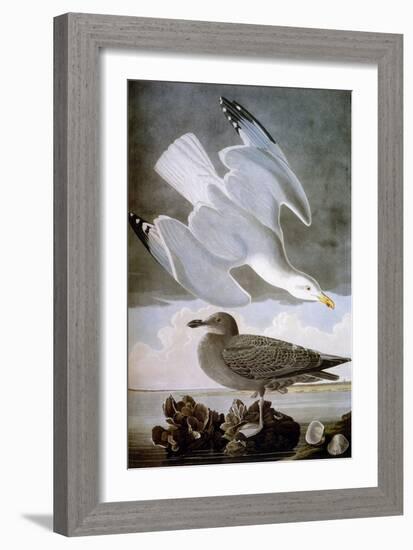 Audubon: Gull-John James Audubon-Framed Giclee Print