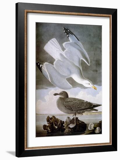 Audubon: Gull-John James Audubon-Framed Giclee Print