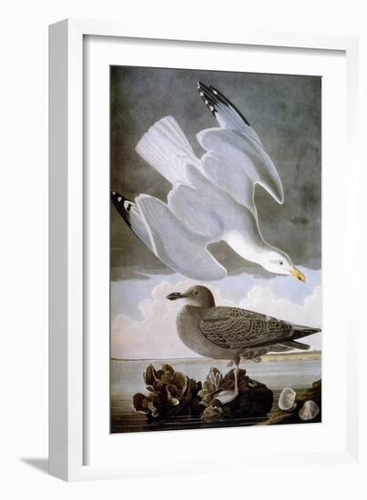 Audubon: Gull-John James Audubon-Framed Giclee Print