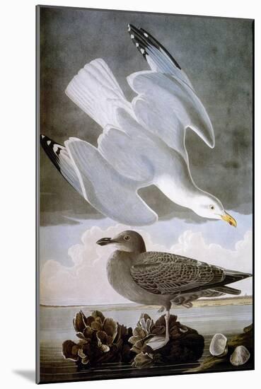 Audubon: Gull-John James Audubon-Mounted Giclee Print