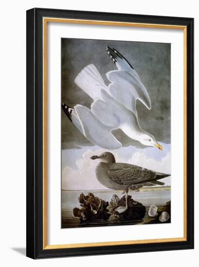 Audubon: Gull-John James Audubon-Framed Giclee Print