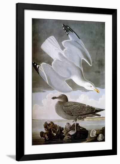 Audubon: Gull-John James Audubon-Framed Giclee Print