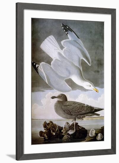 Audubon: Gull-John James Audubon-Framed Giclee Print