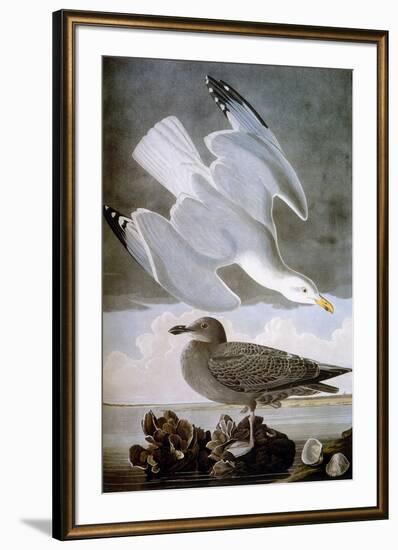 Audubon: Gull-John James Audubon-Framed Giclee Print