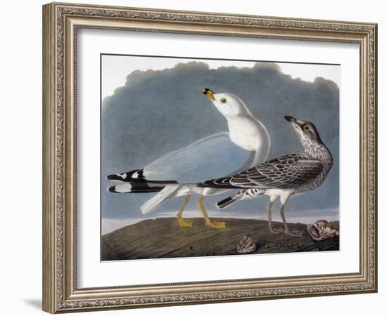 Audubon: Gull-John James Audubon-Framed Giclee Print