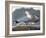 Audubon: Gull-John James Audubon-Framed Giclee Print