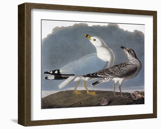 Audubon: Gull-John James Audubon-Framed Giclee Print