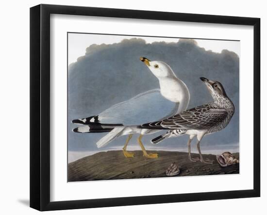 Audubon: Gull-John James Audubon-Framed Giclee Print