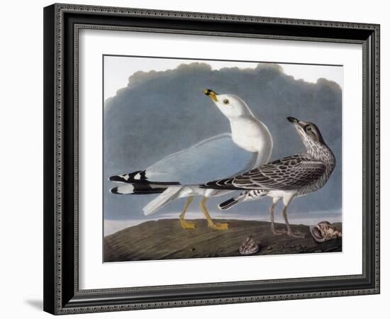 Audubon: Gull-John James Audubon-Framed Giclee Print