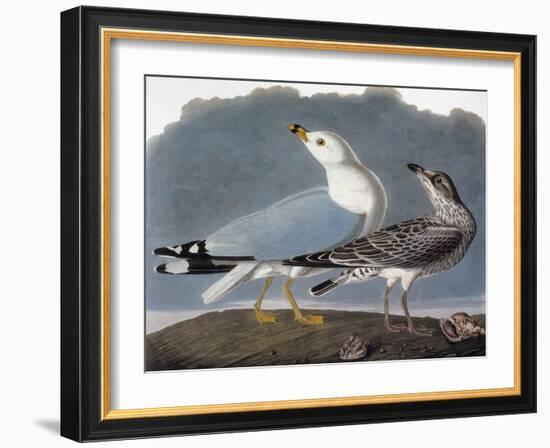 Audubon: Gull-John James Audubon-Framed Giclee Print