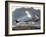 Audubon: Gull-John James Audubon-Framed Giclee Print