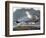 Audubon: Gull-John James Audubon-Framed Premium Giclee Print