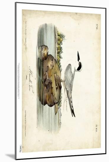Audubon Havells Tern-John James Audubon-Mounted Art Print