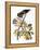 Audubon: Hawk-John James Audubon-Framed Premier Image Canvas