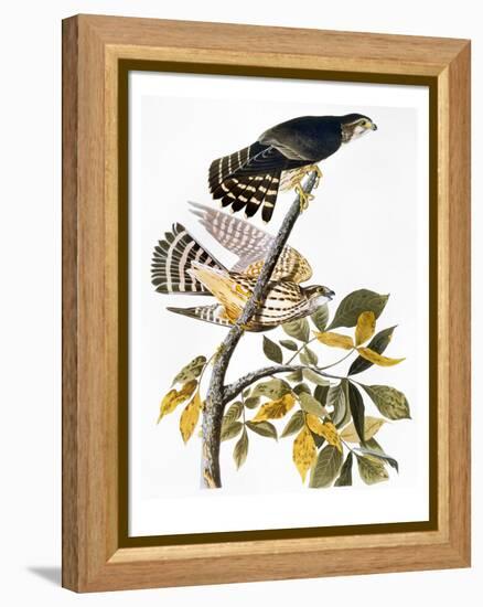 Audubon: Hawk-John James Audubon-Framed Premier Image Canvas