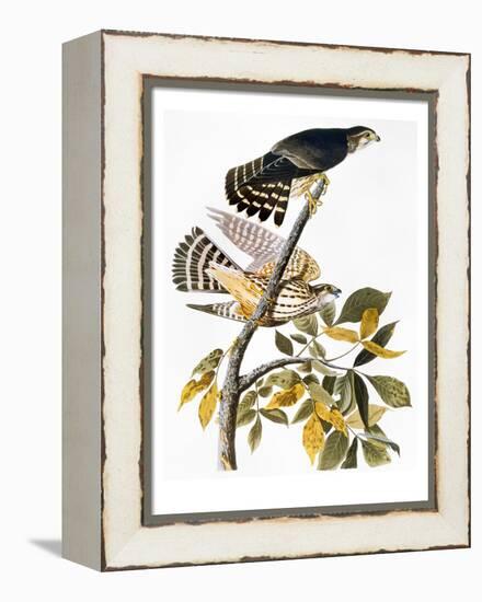 Audubon: Hawk-John James Audubon-Framed Premier Image Canvas