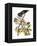 Audubon: Hawk-John James Audubon-Framed Premier Image Canvas