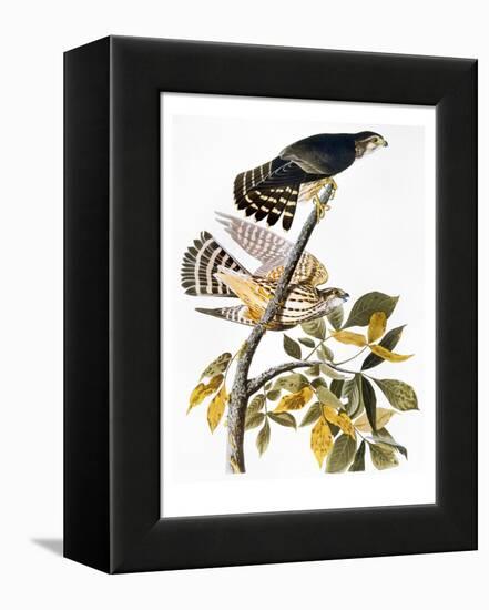 Audubon: Hawk-John James Audubon-Framed Premier Image Canvas