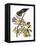 Audubon: Hawk-John James Audubon-Framed Premier Image Canvas