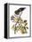 Audubon: Hawk-John James Audubon-Framed Premier Image Canvas