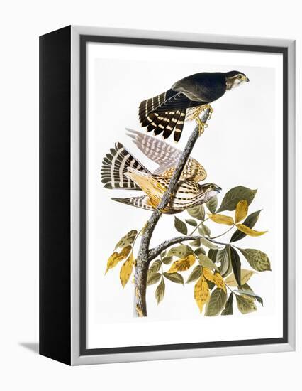 Audubon: Hawk-John James Audubon-Framed Premier Image Canvas