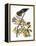 Audubon: Hawk-John James Audubon-Framed Premier Image Canvas