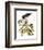 Audubon: Hawk-John James Audubon-Framed Premium Giclee Print