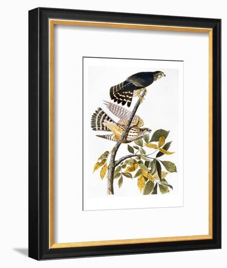 Audubon: Hawk-John James Audubon-Framed Premium Giclee Print