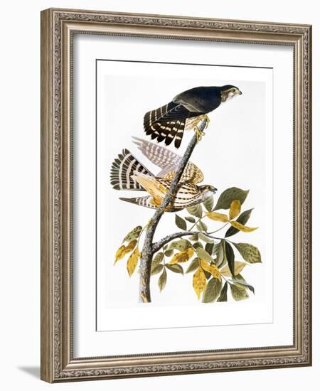 Audubon: Hawk-John James Audubon-Framed Giclee Print