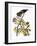 Audubon: Hawk-John James Audubon-Framed Giclee Print