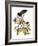 Audubon: Hawk-John James Audubon-Framed Giclee Print