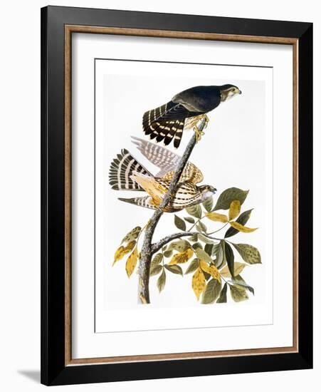 Audubon: Hawk-John James Audubon-Framed Giclee Print