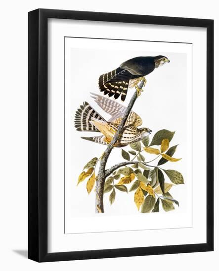 Audubon: Hawk-John James Audubon-Framed Giclee Print