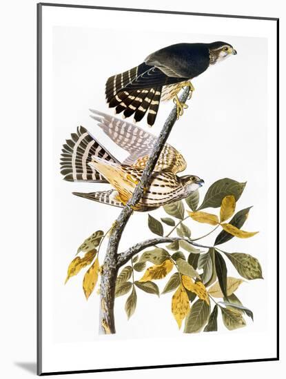 Audubon: Hawk-John James Audubon-Mounted Giclee Print