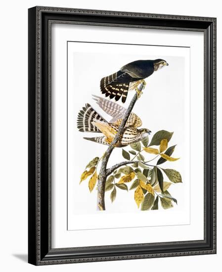 Audubon: Hawk-John James Audubon-Framed Giclee Print