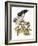 Audubon: Hawk-John James Audubon-Framed Giclee Print