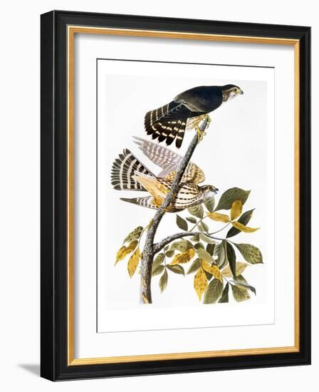 Audubon: Hawk-John James Audubon-Framed Giclee Print