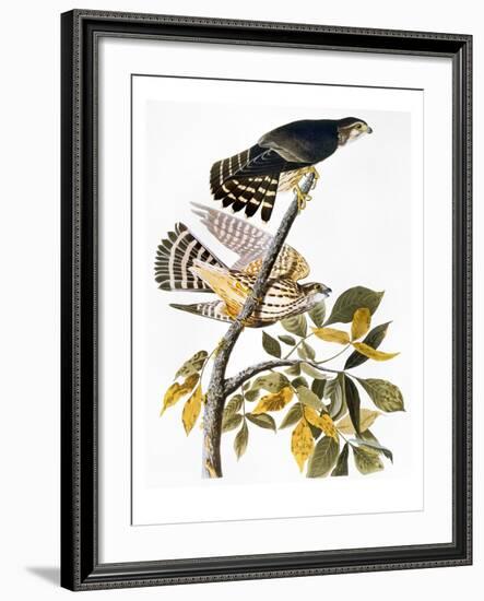 Audubon: Hawk-John James Audubon-Framed Giclee Print