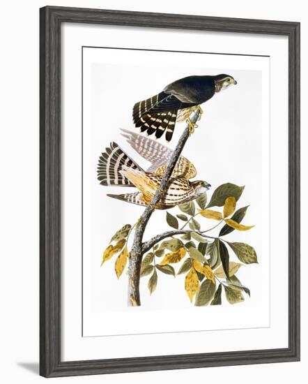 Audubon: Hawk-John James Audubon-Framed Giclee Print