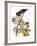 Audubon: Hawk-John James Audubon-Framed Giclee Print