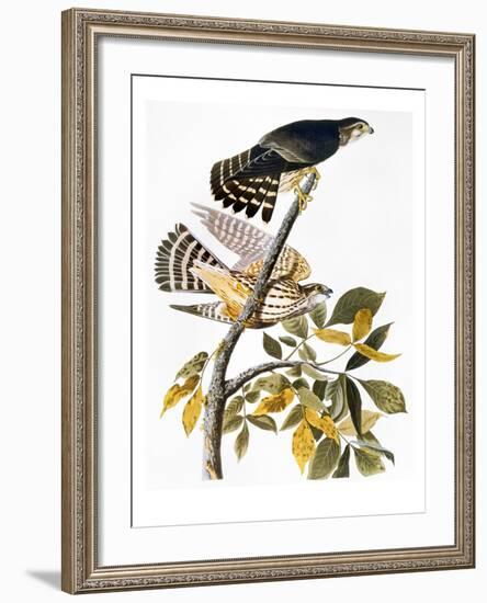 Audubon: Hawk-John James Audubon-Framed Giclee Print