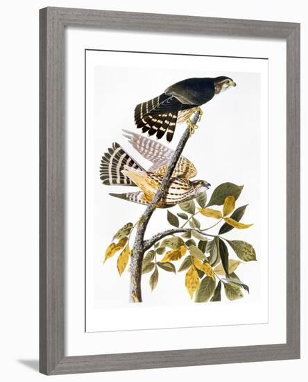 Audubon: Hawk-John James Audubon-Framed Giclee Print